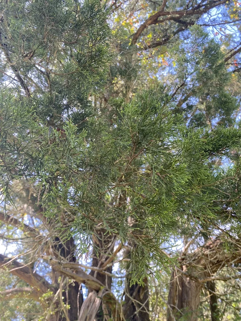 Juniperus Virginiana