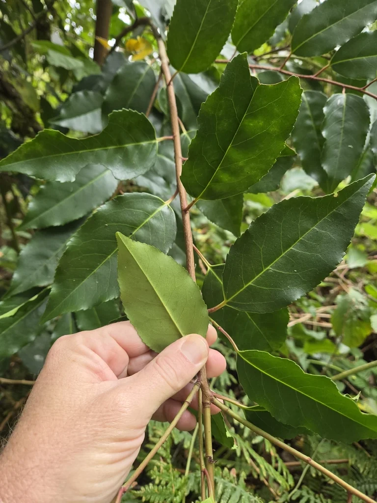 Prunus Lusitanica