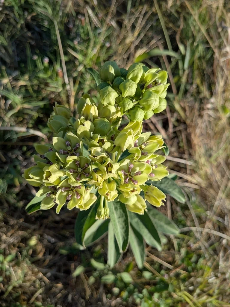 Asclepias Viridis