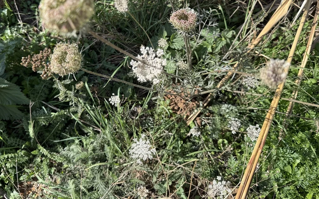 Daucus Carota