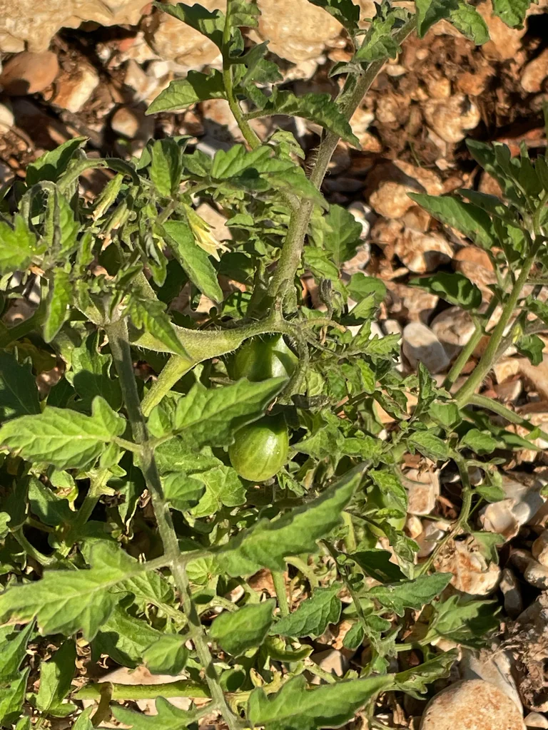 Solanum lycopersicum