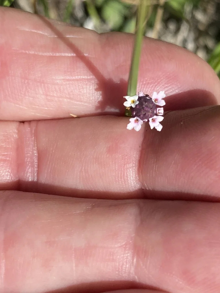 Lippia Nodiflora