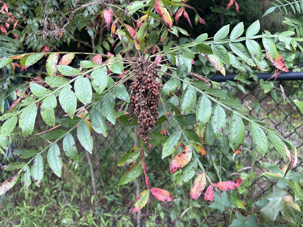 Rhus Copallina