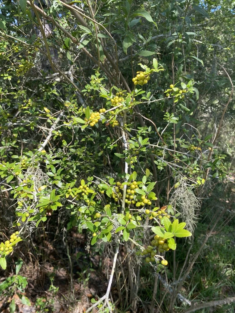 Ilex Vomitoria