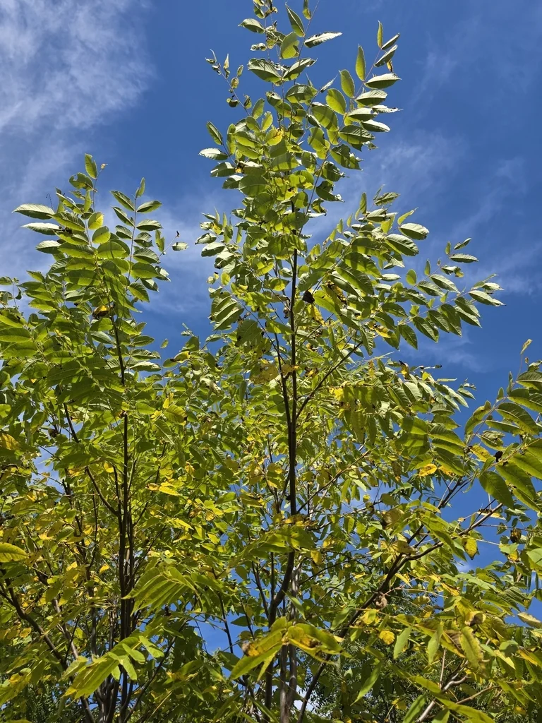 Juglans Nigra