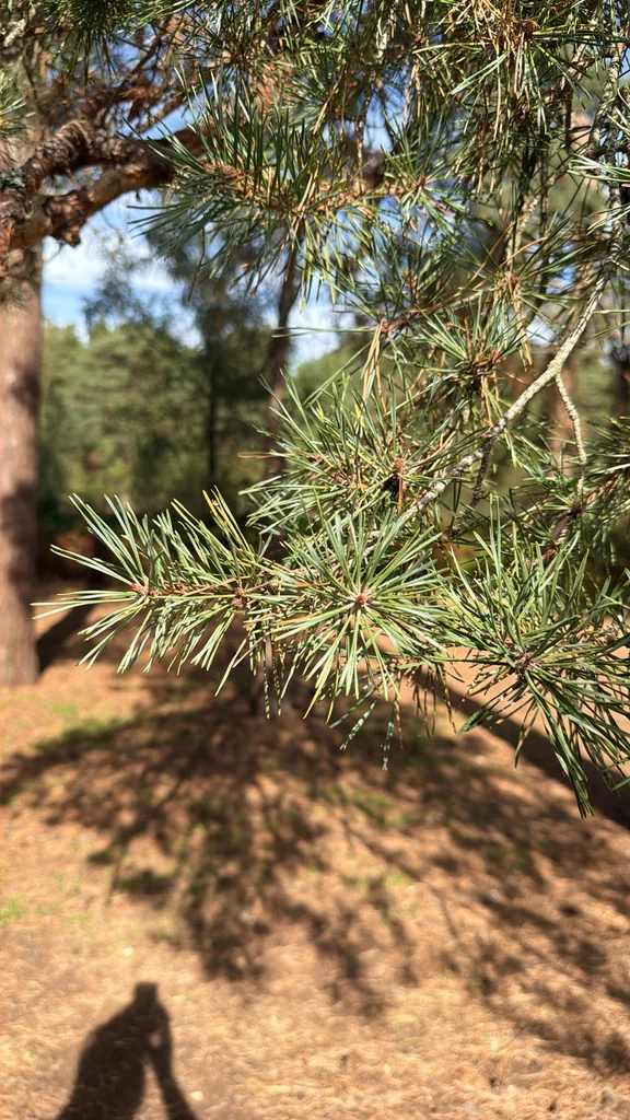 Pinus Sylvestris