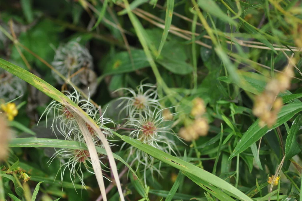 Clematis Virginiana