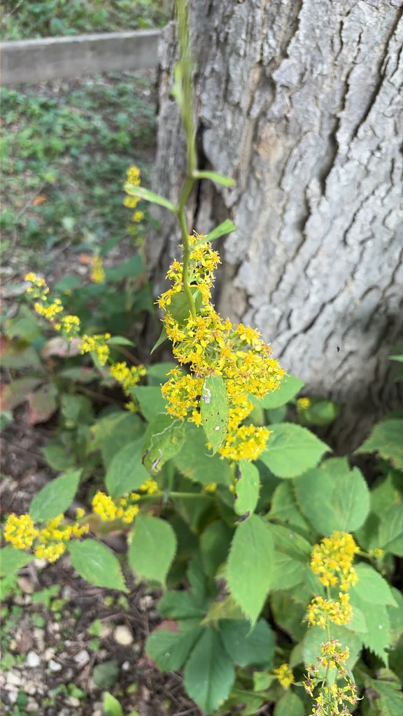 Solidago Flexicaulis