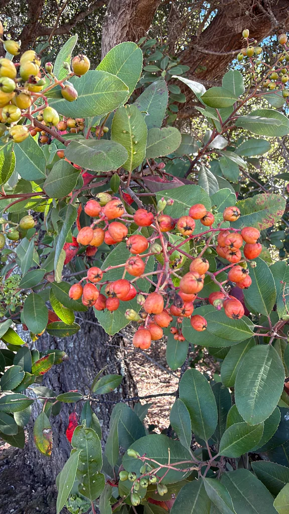 Heteromeles Arbutifolia