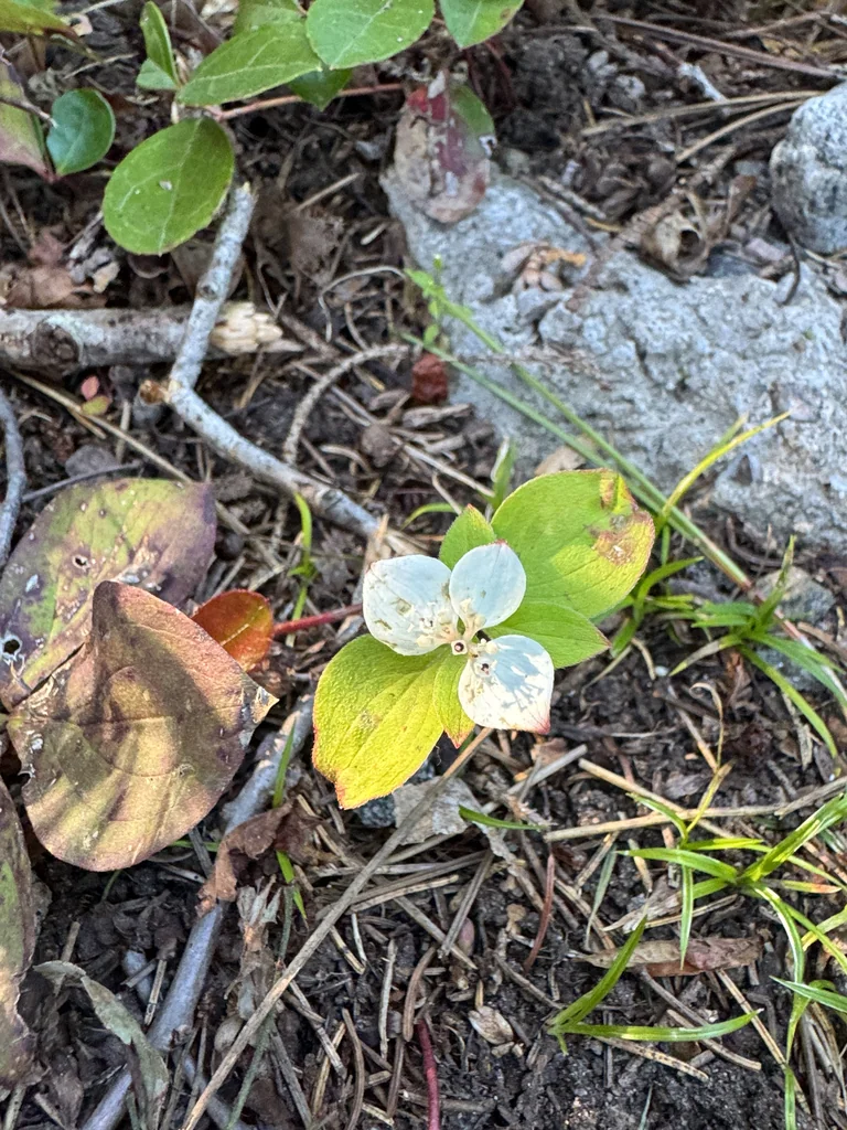 Cornus Canadensis
