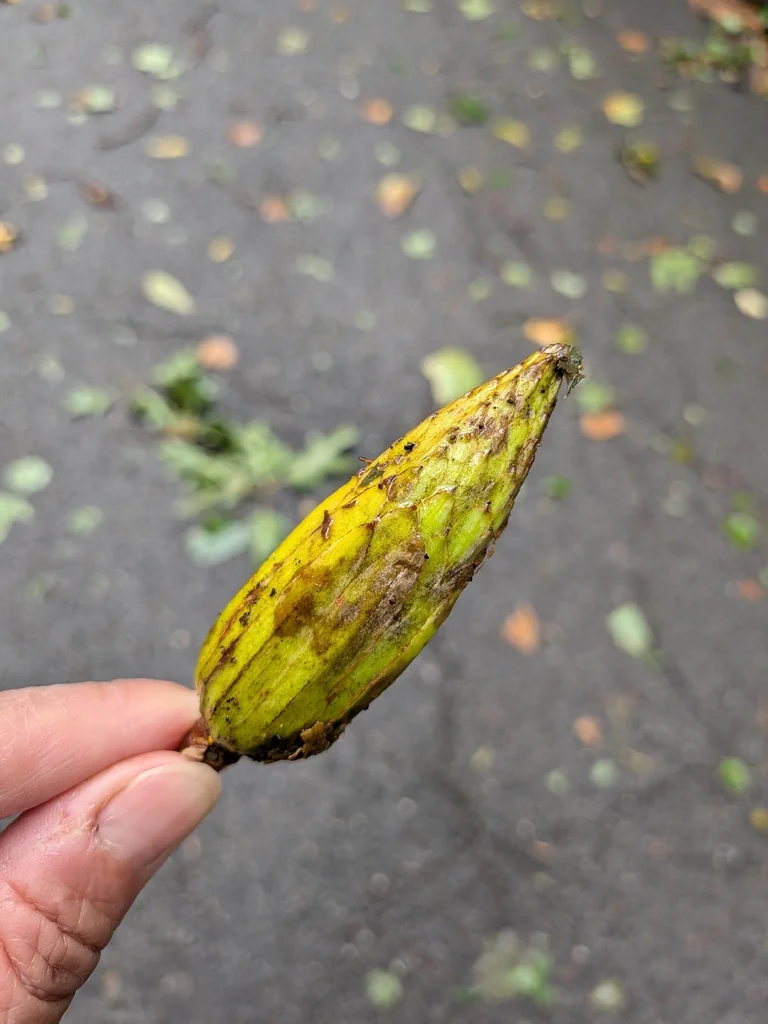 Liriodendron Tulipifera