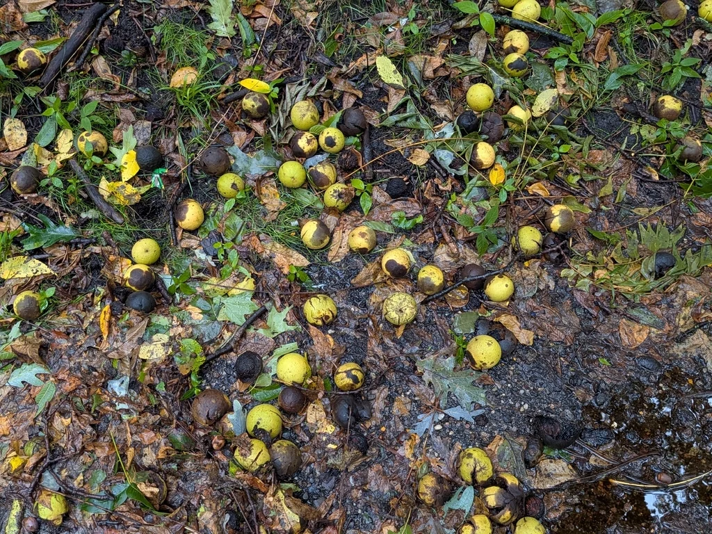 Juglans Nigra