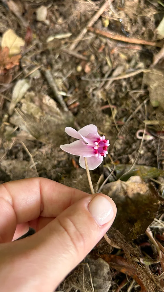 Cyclamen Hederifolium
