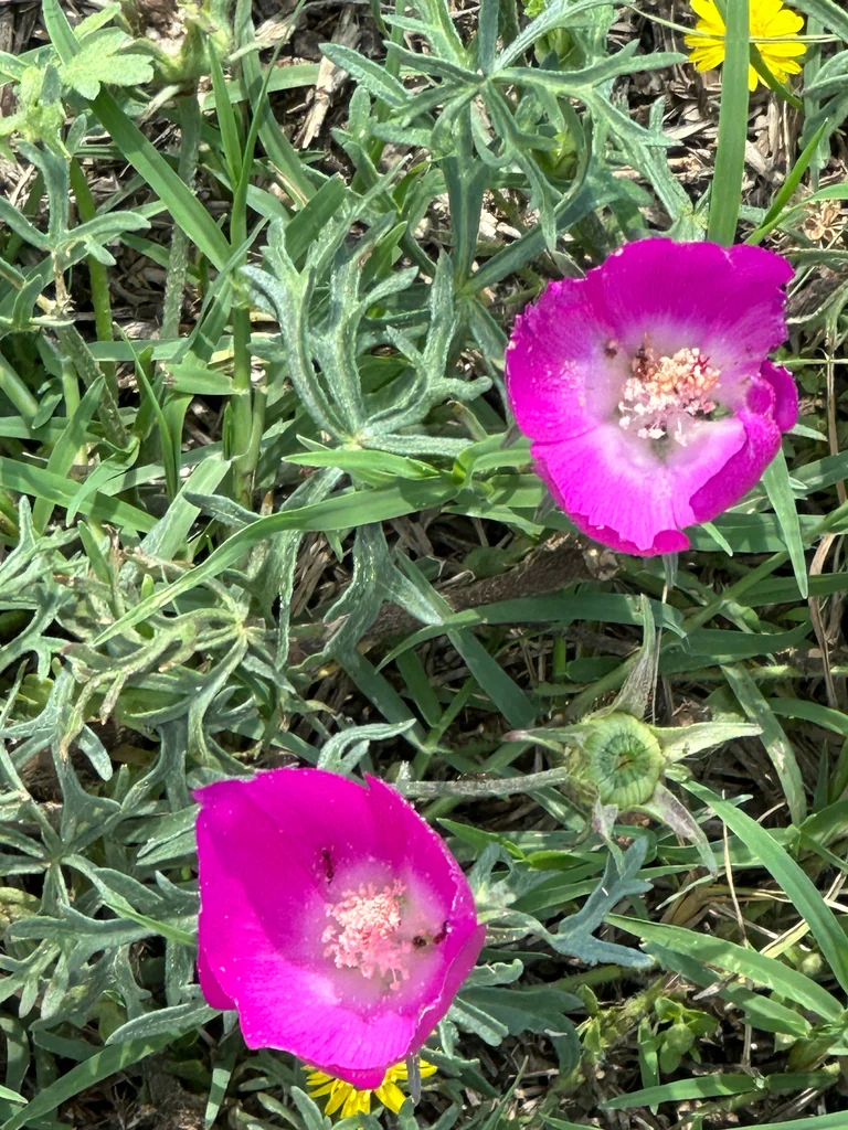 Callirhoe Involucrata