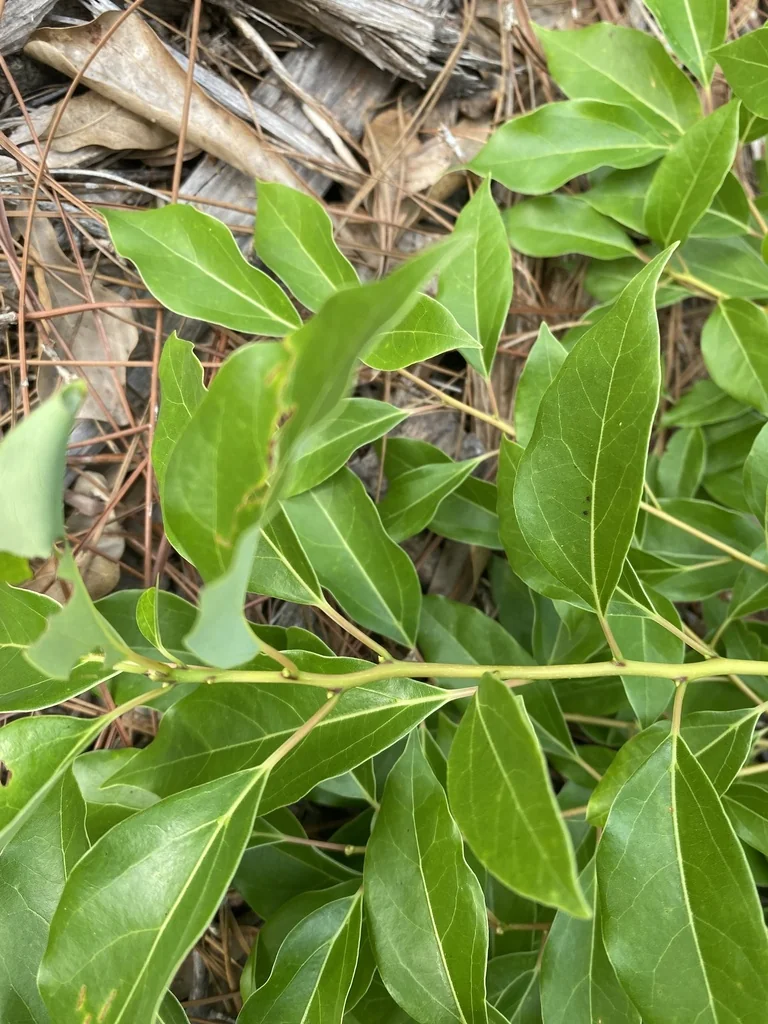 Cinnamomum Camphora