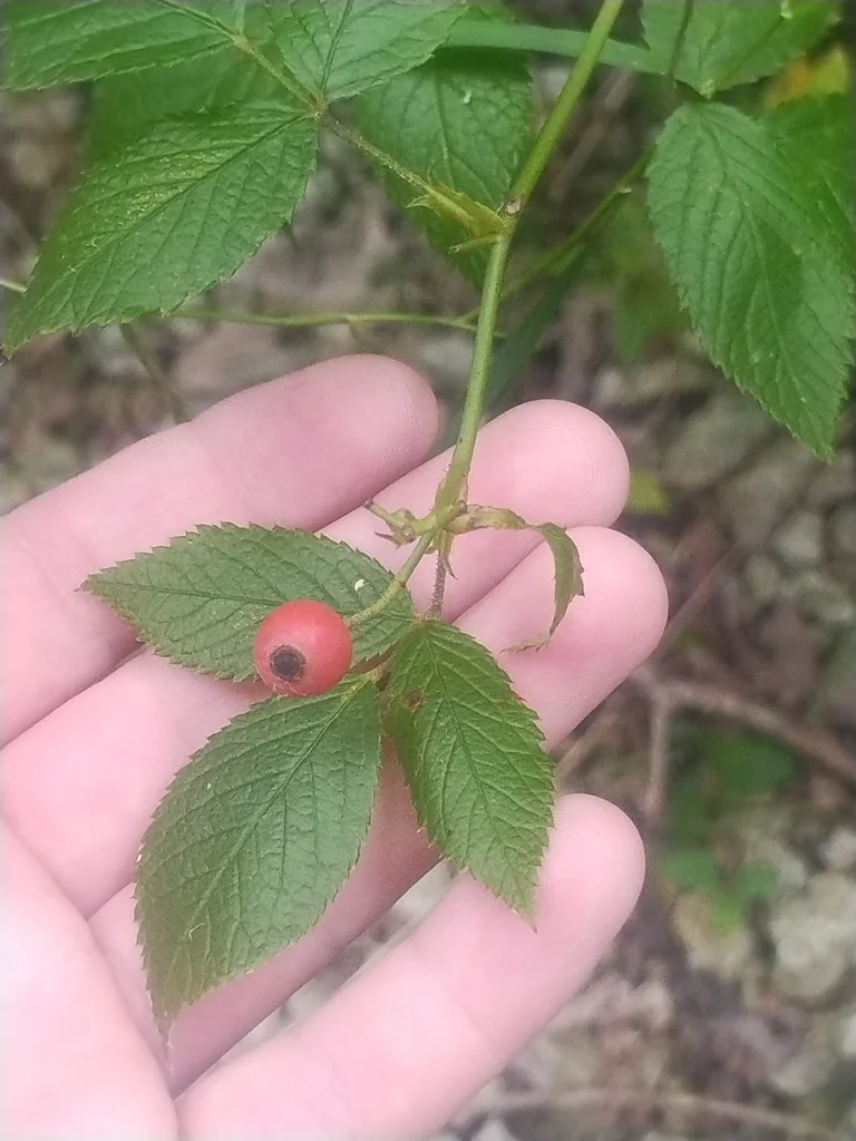 Rosa Setigera