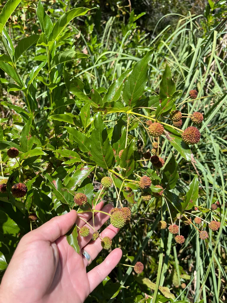 Cephalanthus Occidentalis