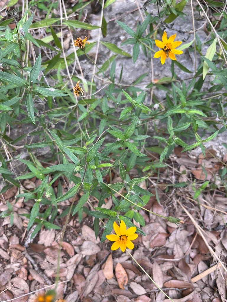 Zexmenia Hispida