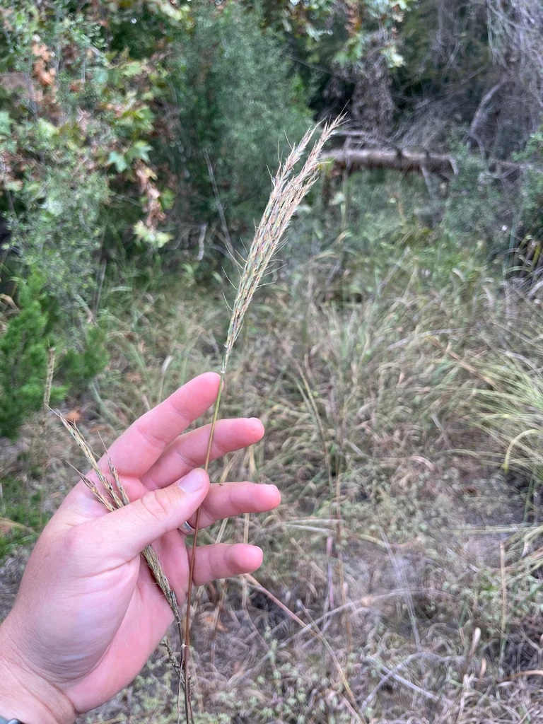 Andropogon Gerardii
