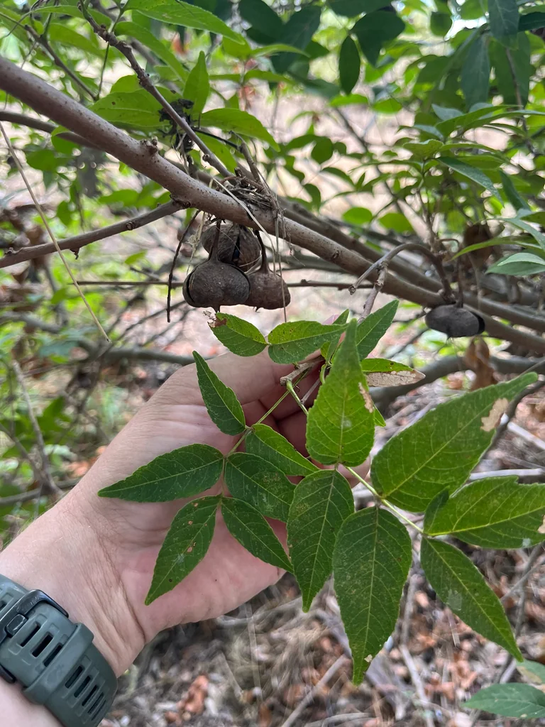 Ungnadia Speciosa