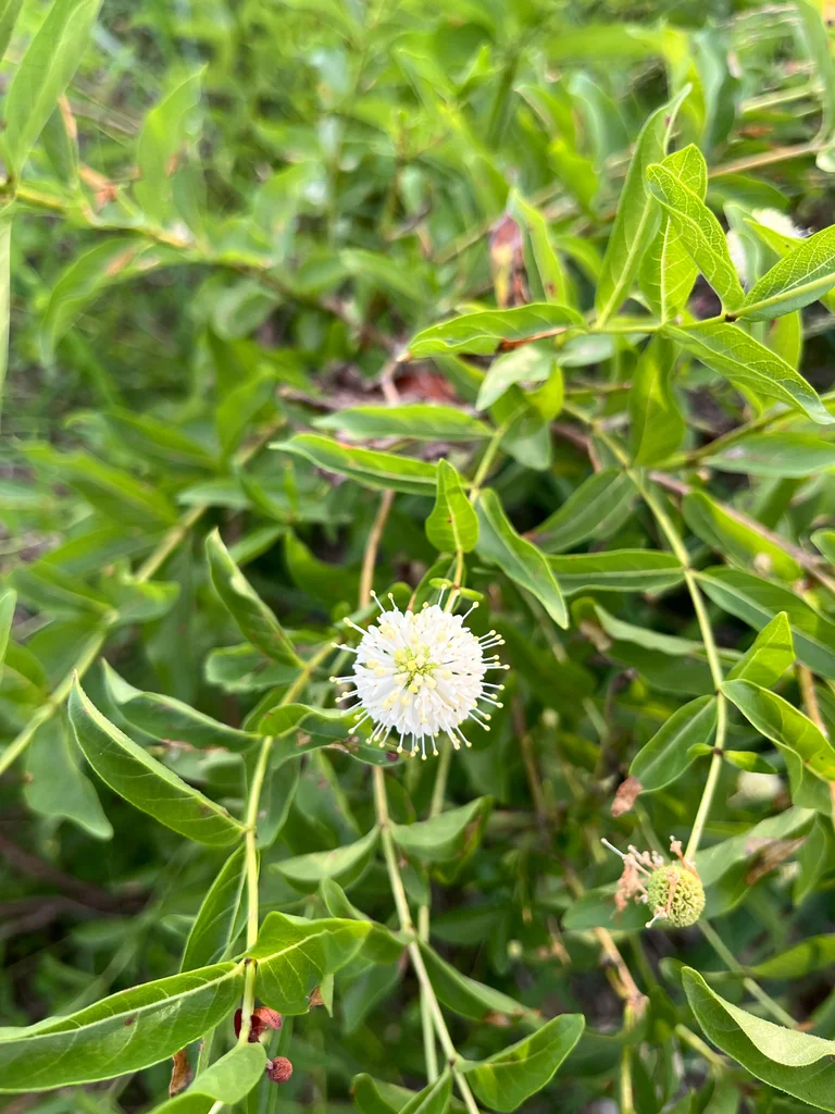 Cephalanthus Occidentalis