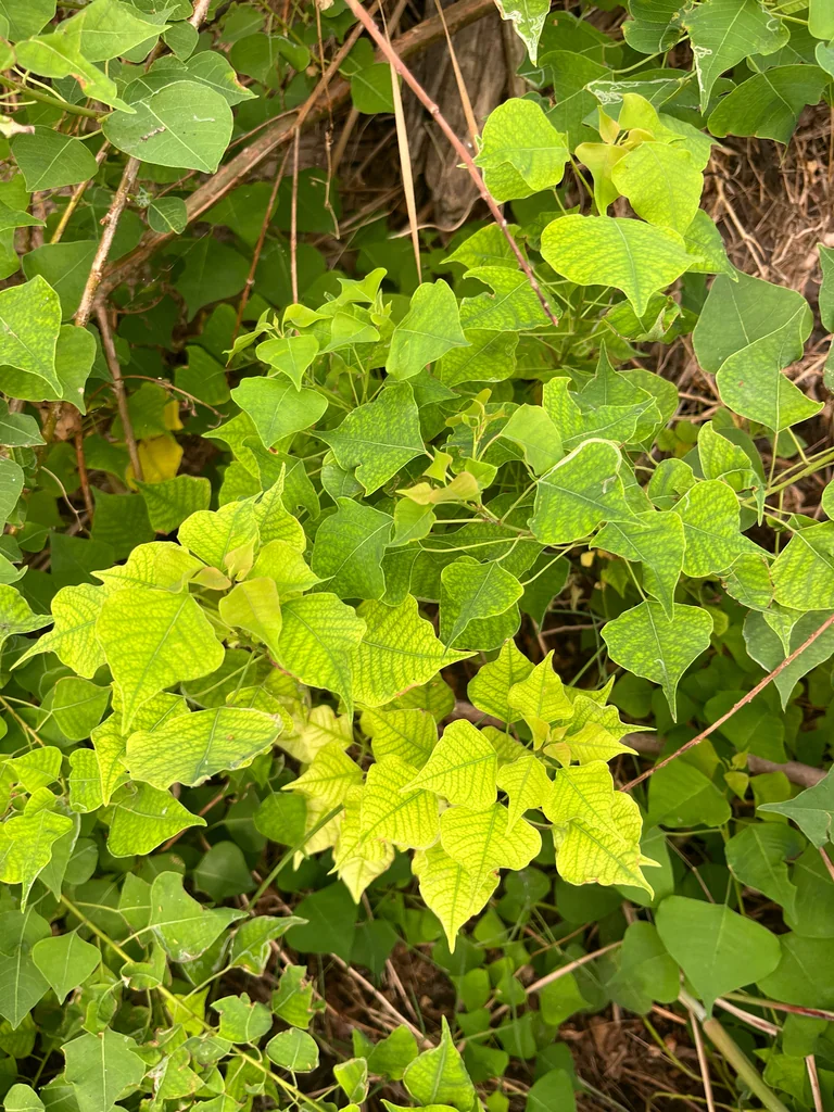 Triadica Sebifera
