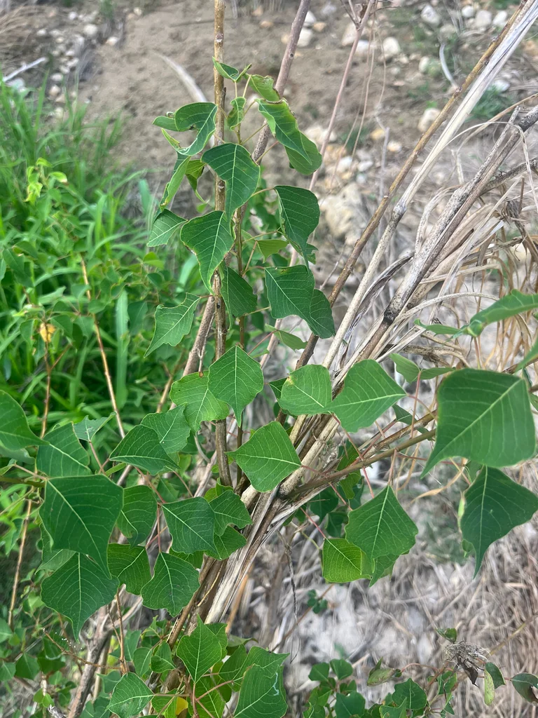 Triadica Sebifera