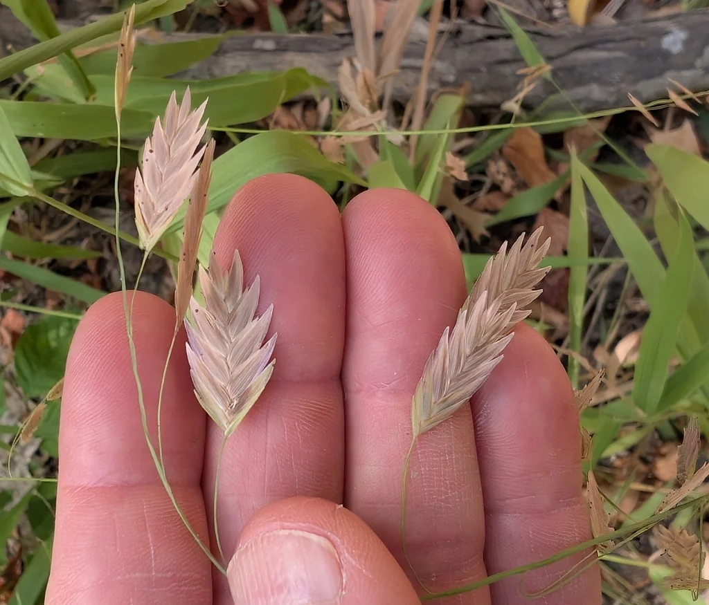 Chasmanthium Latifolium
