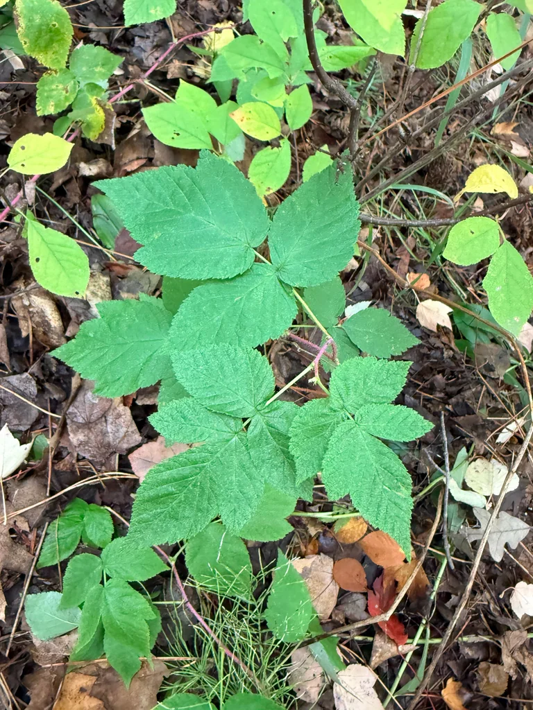 Rubus Idaeus