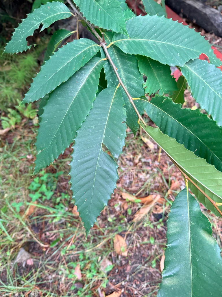 Castanea Dentata