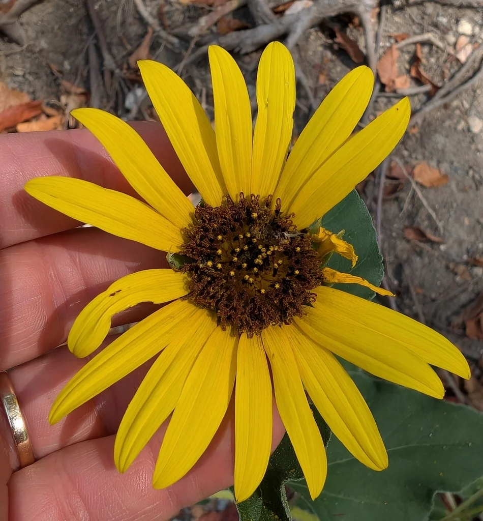 Helianthus Annuus