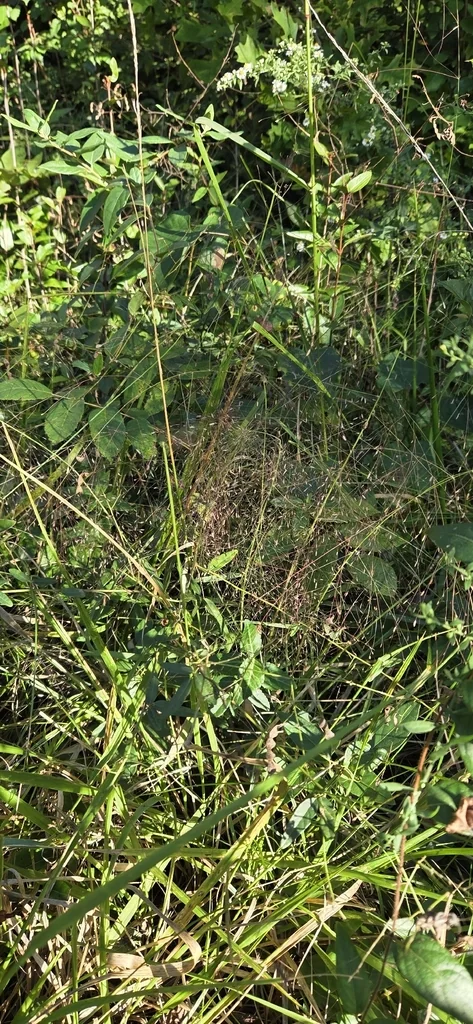 Eragrostis Spectabilis