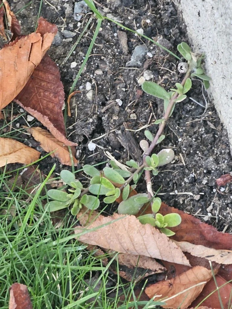 Portulaca oleracea