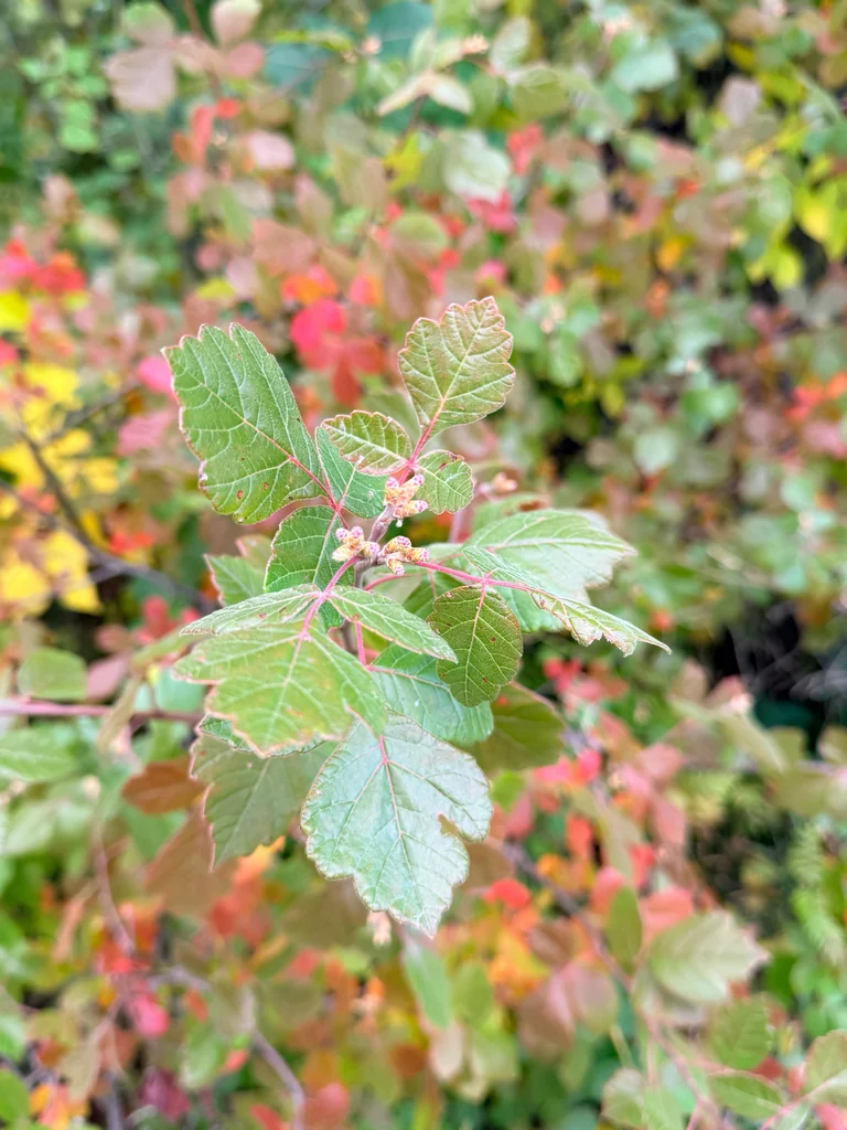 Rhus Aromatica
