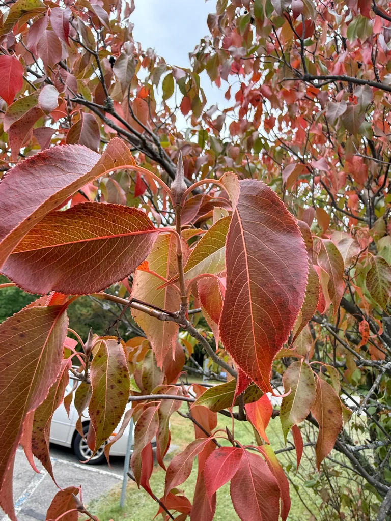 Viburnum Lentago