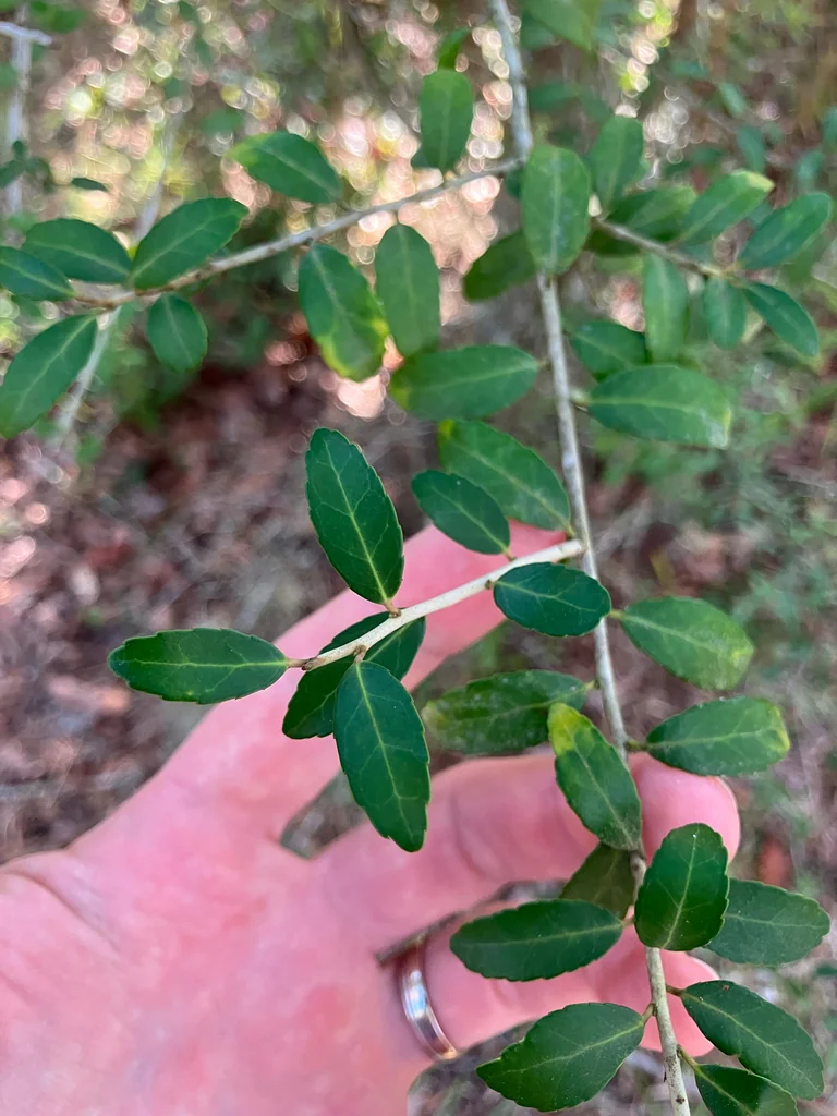 Ilex Vomitoria
