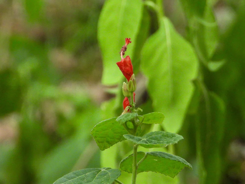 Malvaviscus Arboreus