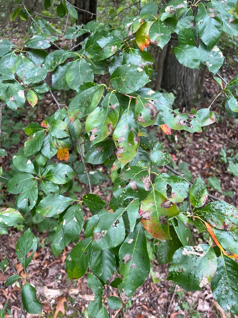 Nyssa Sylvatica