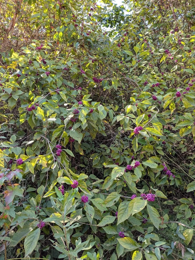 Callicarpa Americana