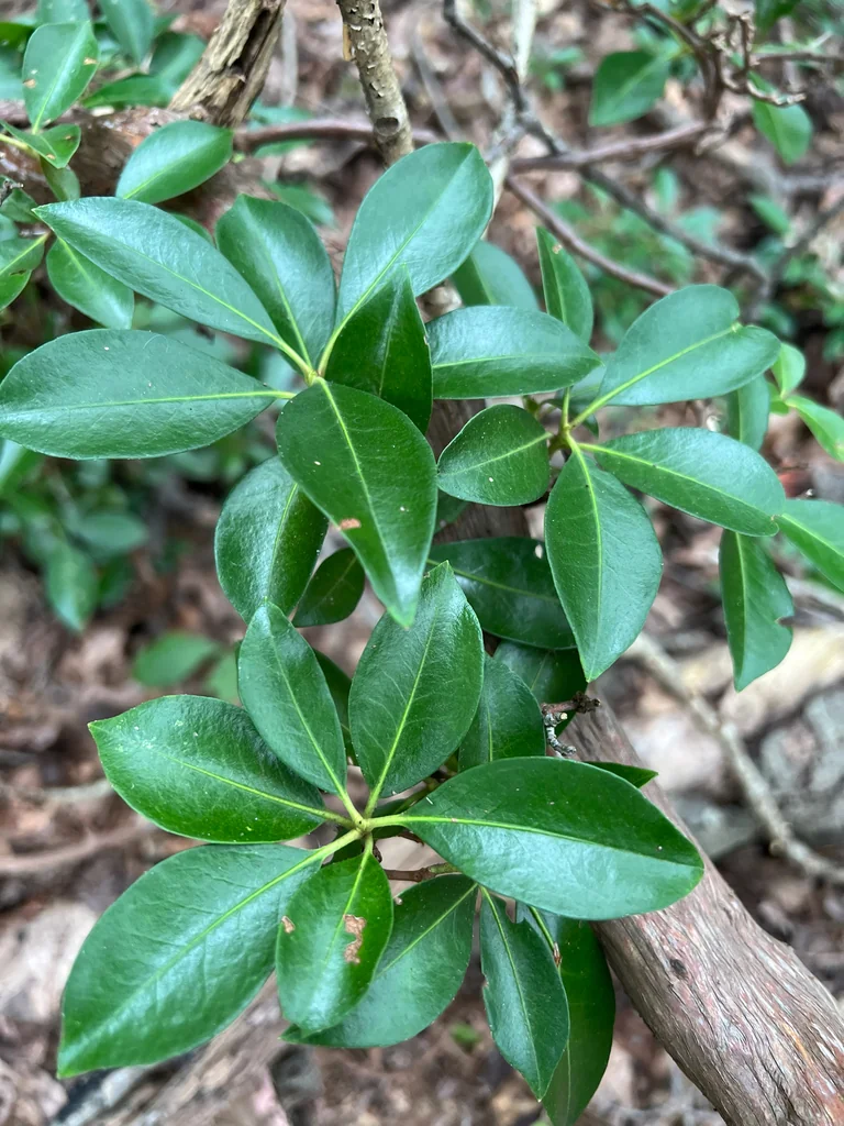 Kalmia Latifolia