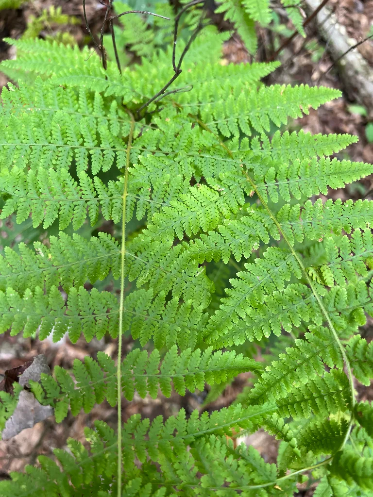 Dennstaedtia Punctiloba