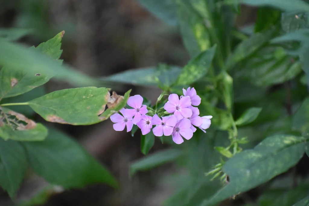 Phlox paniculata