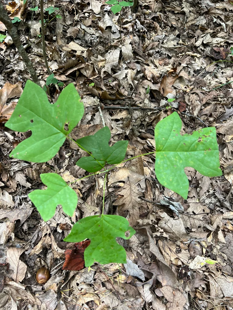 Liriodendron Tulipifera