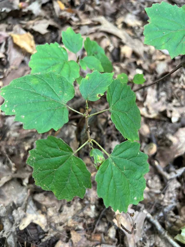 Viburnum Acerifolium