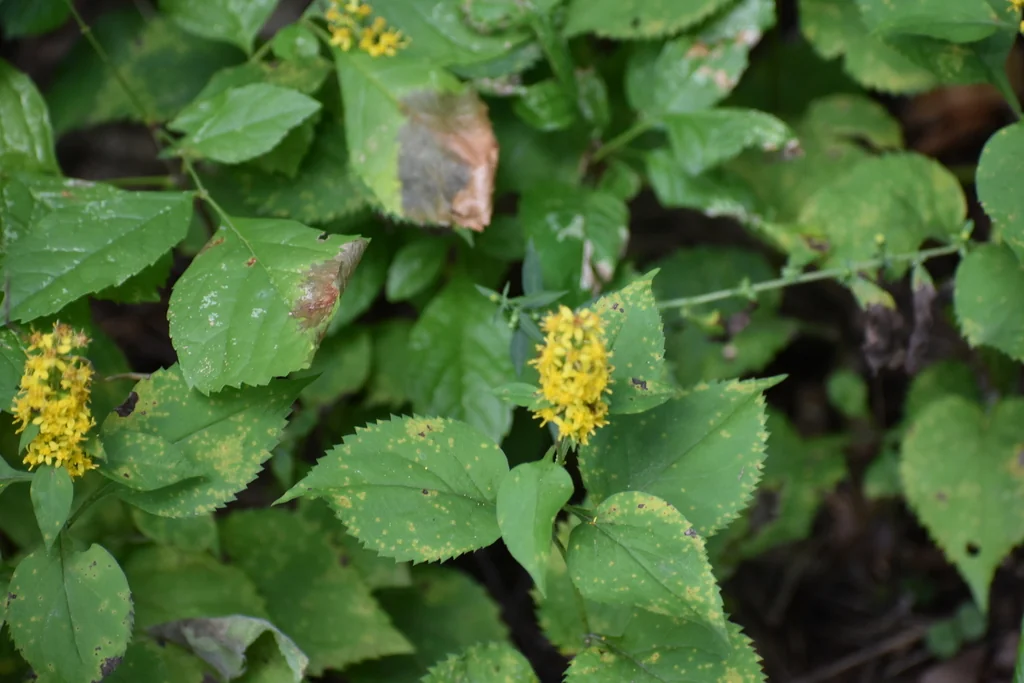 Solidago Flexicaulis