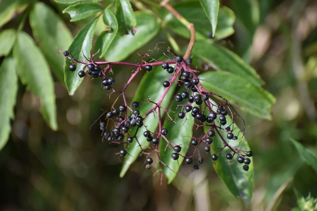 Sambucus Canadensis