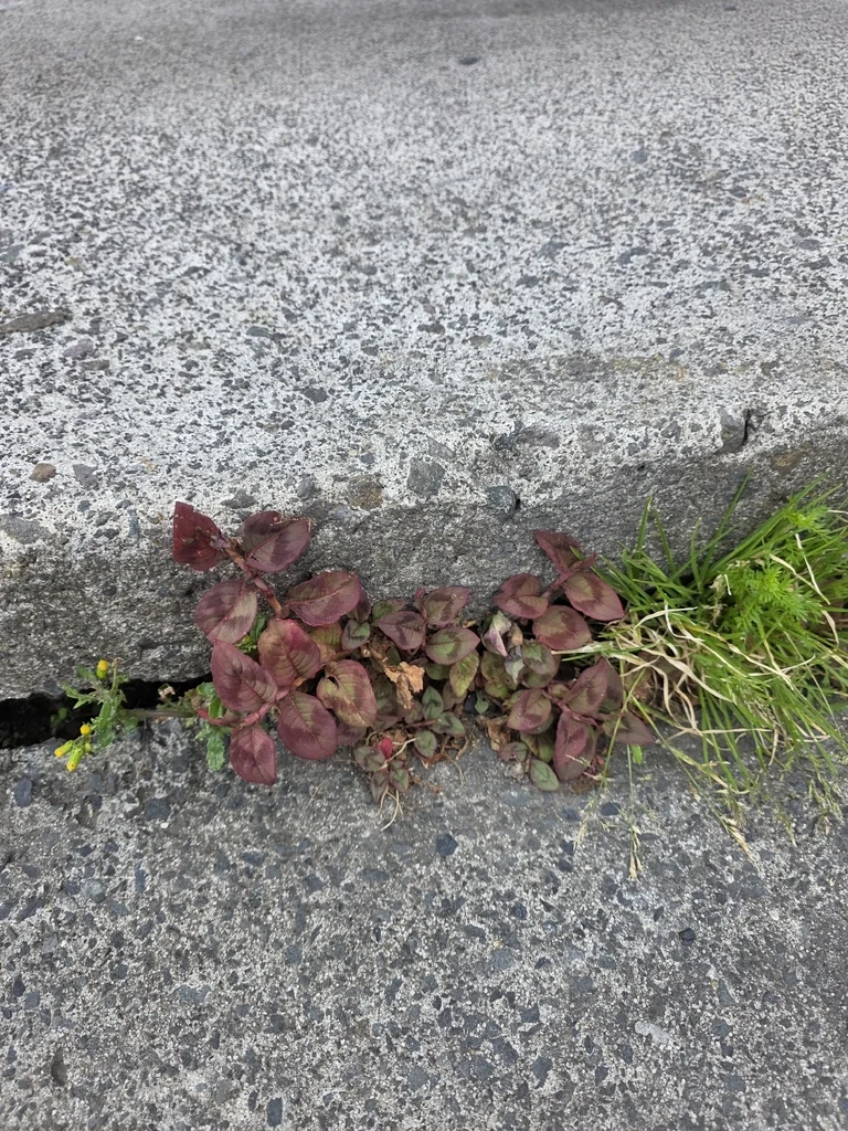 Persicaria Capitata