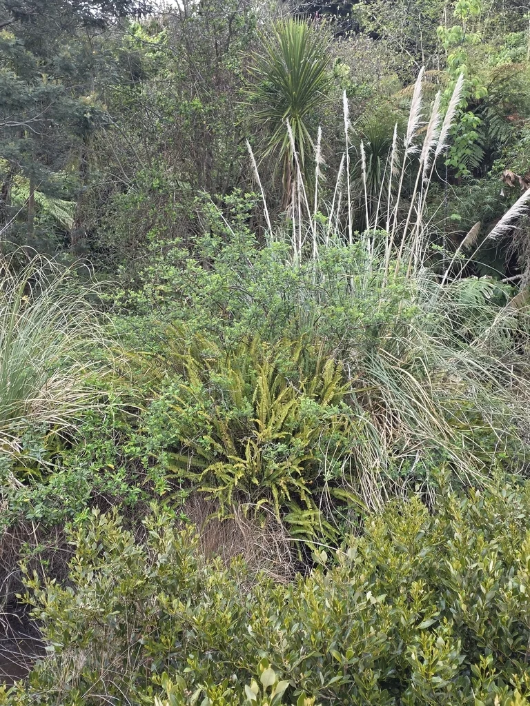 Nephrolepis cordifolia