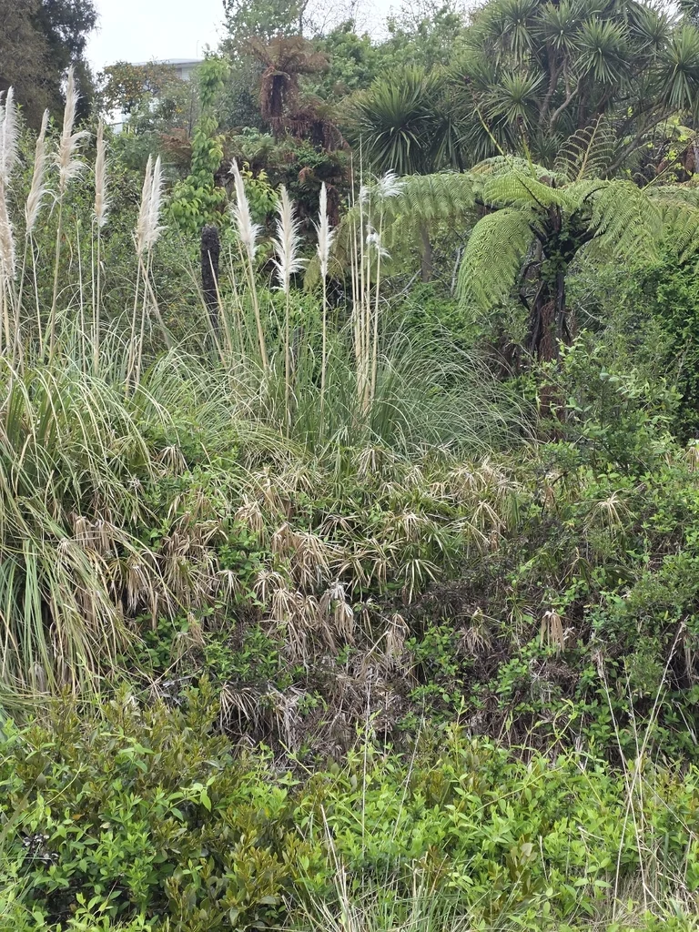 Cyperus Alternifolius