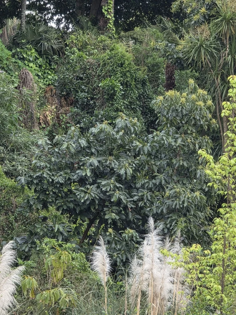 Persea Americana